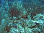 AmbergrisCaye05 - 053